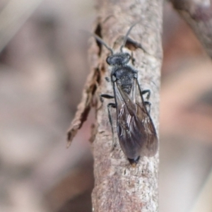 Mutillidae (family) at Murrumbateman, NSW - 24 Jan 2023