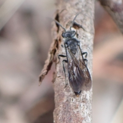 Mutillidae (family) (Unidentified Mutillid wasp or velvet ant) at Murrumbateman, NSW - 24 Jan 2023 by SimoneC