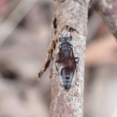 Mutillidae (family) at Murrumbateman, NSW - 24 Jan 2023