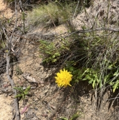 Podolepis hieracioides (Long Podolepis) at Namadgi National Park - 24 Jan 2023 by chromo