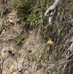 Podolepis hieracioides at Cotter River, ACT - 24 Jan 2023