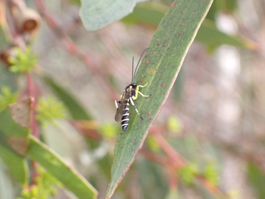 Sericopimpla sp. (genus) at Murrumbateman, NSW - 26 Jan 2023