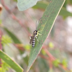 Sericopimpla sp. (genus) (Case Moth Larvae Parasite Wasp) at by SimoneC