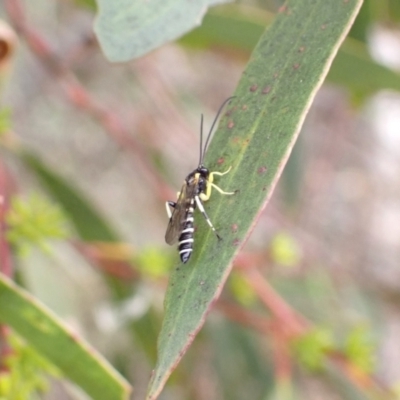 Sericopimpla sp. (genus) (Case Moth Larvae Parasite Wasp) at Murrumbateman, NSW - 26 Jan 2023 by SimoneC
