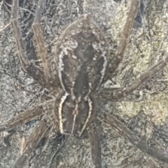 Dolomedes sp. (genus) (Fishing spider) at Coree, ACT - 26 Jan 2023 by Harrisi