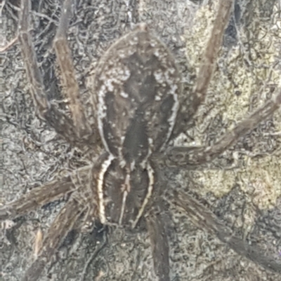 Dolomedes sp. (genus) (Fishing spider) at Lower Cotter Catchment - 26 Jan 2023 by Harrisi