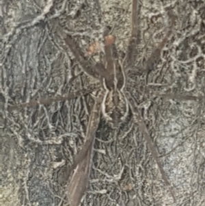 Dolomedes sp. (genus) at Coree, ACT - 26 Jan 2023 06:25 PM