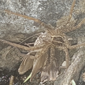 Dolomedes sp. (genus) at Coree, ACT - 26 Jan 2023 06:25 PM