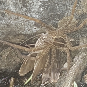 Dolomedes sp. (genus) at Coree, ACT - 26 Jan 2023