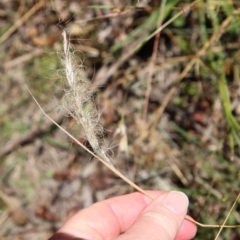 Dichelachne sp. (Plume Grasses) at Mongarlowe River - 28 Jan 2023 by LisaH