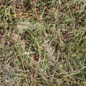 Dichelachne sp. at Mongarlowe, NSW - 28 Jan 2023