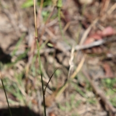 Dichelachne sp. at Mongarlowe, NSW - suppressed