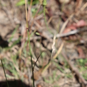 Dichelachne sp. at Mongarlowe, NSW - 28 Jan 2023