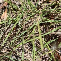 Dichelachne sp. at Mongarlowe, NSW - 28 Jan 2023