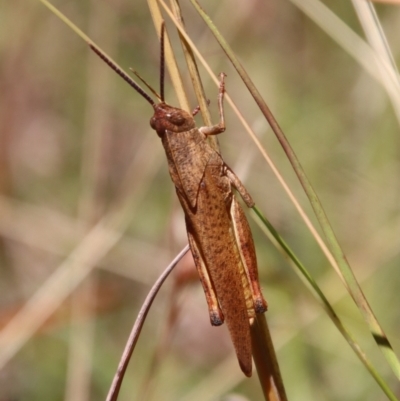 Goniaea australasiae (Gumleaf grasshopper) at Mongarlowe River - 28 Jan 2023 by LisaH