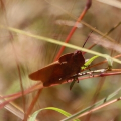 Goniaea australasiae at Mongarlowe, NSW - 28 Jan 2023