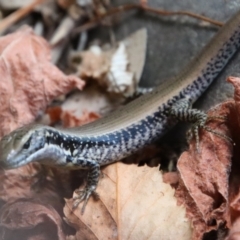 Eulamprus heatwolei (Yellow-bellied Water Skink) at Mongarlowe River - 28 Jan 2023 by LisaH