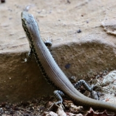 Eulamprus heatwolei at Mongarlowe, NSW - 28 Jan 2023