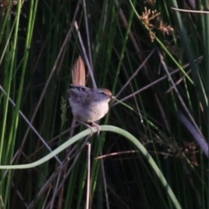 Poodytes gramineus at Monash, ACT - 28 Jan 2023 07:37 PM