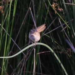 Poodytes gramineus at Monash, ACT - 28 Jan 2023 07:37 PM