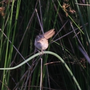 Poodytes gramineus at Monash, ACT - 28 Jan 2023 07:37 PM