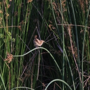 Poodytes gramineus at Monash, ACT - 28 Jan 2023 07:37 PM