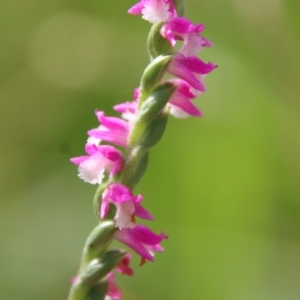 Spiranthes australis at Mongarlowe, NSW - 28 Jan 2023