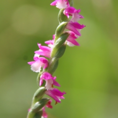 Spiranthes australis (Austral Ladies Tresses) at Mongarlowe River - 28 Jan 2023 by LisaH