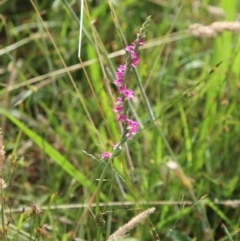 Spiranthes australis at Mongarlowe, NSW - 28 Jan 2023