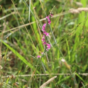 Spiranthes australis at Mongarlowe, NSW - 28 Jan 2023