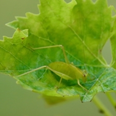 Caedicia simplex (Common Garden Katydid) at QPRC LGA - 28 Jan 2023 by LisaH