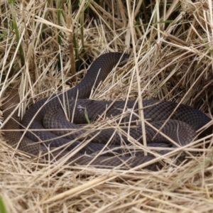 Pseudonaja textilis at Fyshwick, ACT - 27 Jan 2023