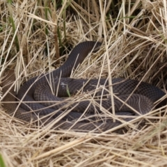 Pseudonaja textilis (Eastern Brown Snake) at Fyshwick, ACT - 27 Jan 2023 by RodDeb