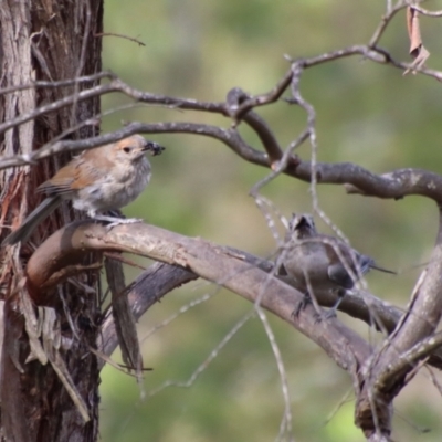 Colluricincla harmonica (Grey Shrikethrush) at Mongarlowe, NSW - 28 Jan 2023 by LisaH