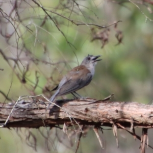 Colluricincla harmonica at Mongarlowe, NSW - 28 Jan 2023