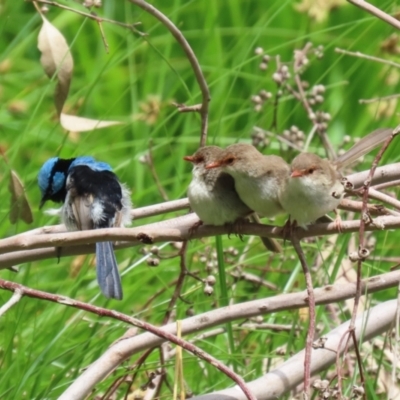 Malurus cyaneus (Superb Fairywren) at Fyshwick, ACT - 27 Jan 2023 by RodDeb