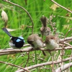 Malurus cyaneus at Fyshwick, ACT - 27 Jan 2023