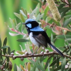 Malurus cyaneus at Fyshwick, ACT - 27 Jan 2023