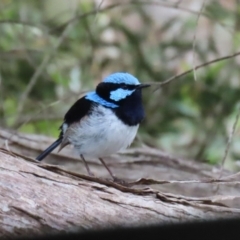 Malurus cyaneus at Fyshwick, ACT - 27 Jan 2023