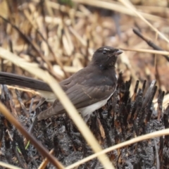 Rhipidura leucophrys (Willie Wagtail) at Fyshwick, ACT - 27 Jan 2023 by RodDeb