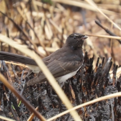 Rhipidura leucophrys (Willie Wagtail) at Jerrabomberra Wetlands - 26 Jan 2023 by RodDeb