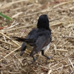 Rhipidura leucophrys at Fyshwick, ACT - 27 Jan 2023