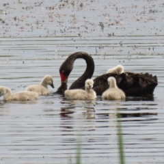 Cygnus atratus (Black Swan) at Fyshwick, ACT - 27 Jan 2023 by RodDeb