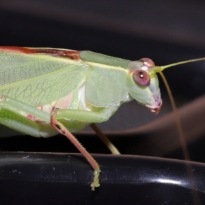 Unidentified Katydid (Tettigoniidae) (TBC) at suppressed by TimL