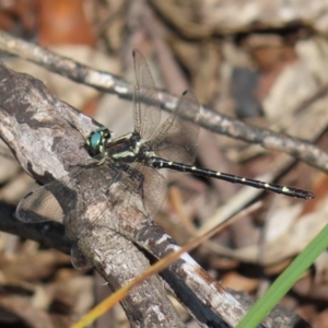 Eusynthemis guttata at Paddys River, ACT - 28 Jan 2023