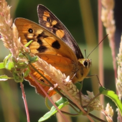 Heteronympha penelope (Shouldered Brown) at Paddys River, ACT - 28 Jan 2023 by MatthewFrawley