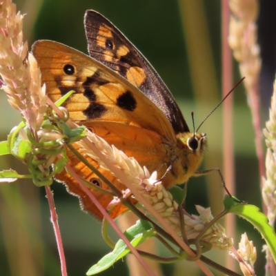 Heteronympha penelope (Shouldered Brown) at Paddys River, ACT - 28 Jan 2023 by MatthewFrawley