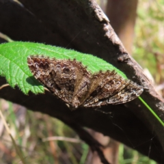 Xanthorhoe strumosata (Strumosata Carpet) at Gibraltar Pines - 28 Jan 2023 by MatthewFrawley