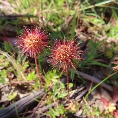 Acaena novae-zelandiae (Bidgee Widgee) at Paddys River, ACT - 28 Jan 2023 by MatthewFrawley