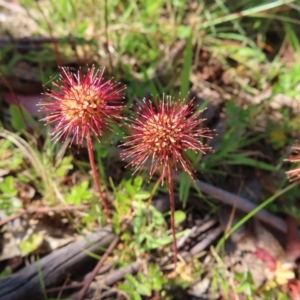 Acaena novae-zelandiae at Paddys River, ACT - 28 Jan 2023